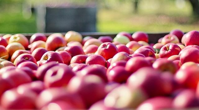 Jót tett a bőséges csapadék az almaültetvényeknek