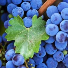 Betegségeknek ellenálló szőlőültetvényt telepítenek a Balaton-felvidéken