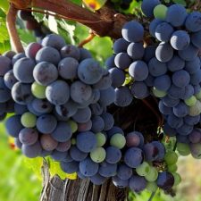 Bővített szüreti ellenőrzés a szőlőkben és a nagy pincészeteknél