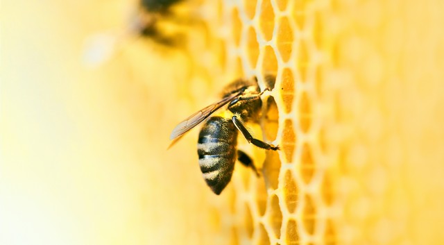 Magyarország méz- és méhszerető agrárország